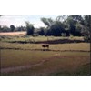 Scene from Vietnamese Village- water buffalo & PSP airstrip in background